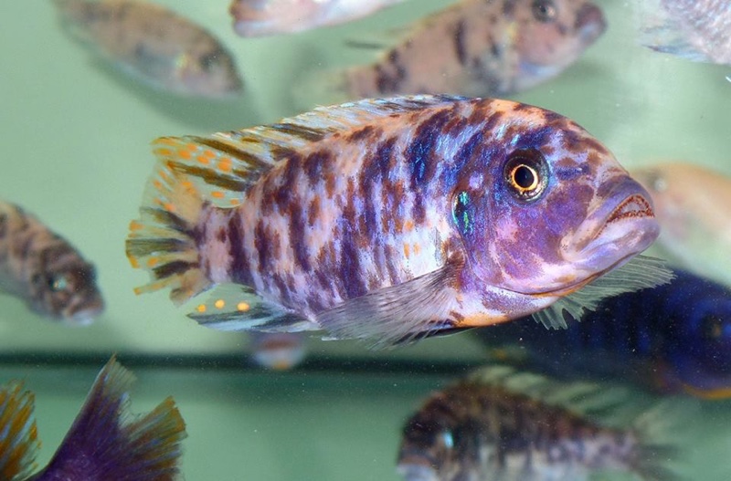 Maylandia fainzilberi 'Lutara Reef'